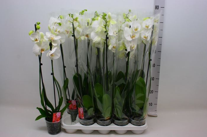 <h4>PHAL OV WIT</h4>