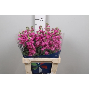 Matth Iron Deep Pink