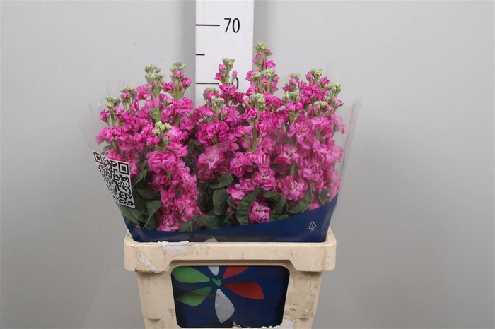 <h4>Matth Iron Deep Pink</h4>