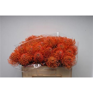 Leuco Ayoba Mandarin Zest
