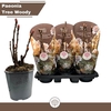 arr8 Paeonia Suffruticosa Tree Woody