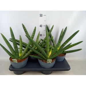 Sansevieria cyl. 'Boncel'