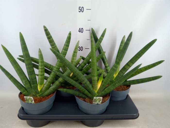 <h4>Sansevieria cyl. 'Boncel'</h4>