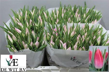 <h4>Tu En Bolroyal Pink</h4>