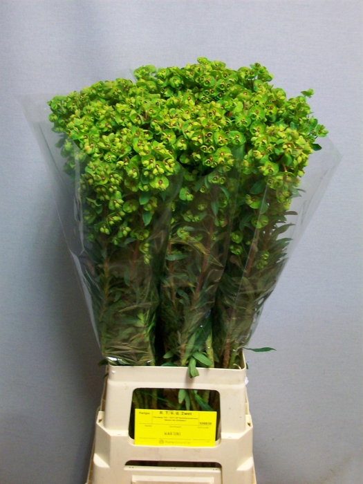 <h4>EUPH X MARTINI</h4>