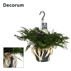 Humata tyermannii