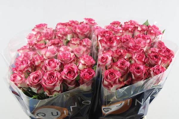 <h4>R Gr Ducati L 60</h4>