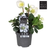 Helleborus niger 'Christmas Carol Early' XL P9