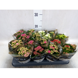 Kalanchoe blos. 'RoyalDon'   ..mix