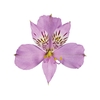 ALSTROEMERIA PLATINA 060 CM
