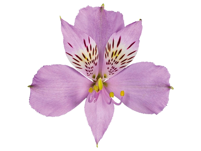 ALSTROEMERIA PLATINA 060 CM