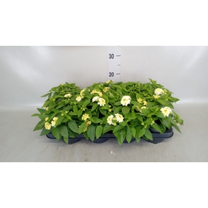 Lantana camara