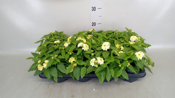 <h4>Lantana camara</h4>