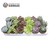 Sierra's® - Valencia Succulent Mix (Prime)