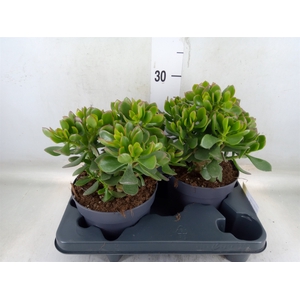 Crassula  'Minova Magic'