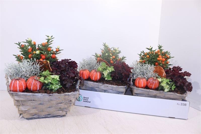 <h4>ARR TUINPLANTEN</h4>