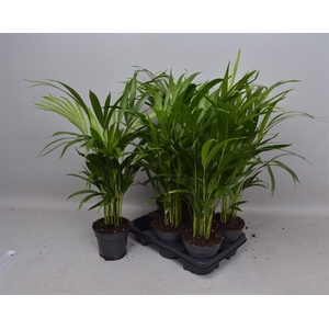 Areca lutescens 14Ø 60cm 30pp