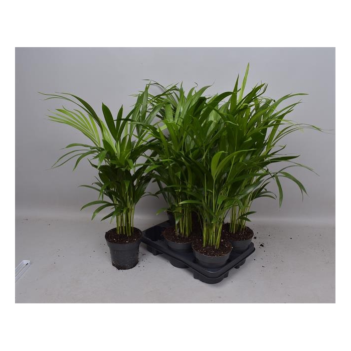 <h4>Areca lutescens 14Ø 60cm 30pp</h4>