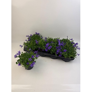 CAMP PORTENSCHLAGIAN