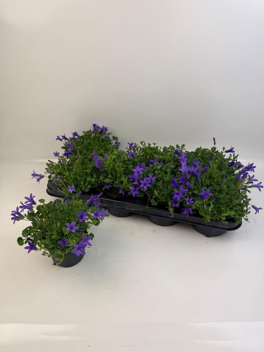 <h4>CAMP PORTENSCHLAGIAN</h4>