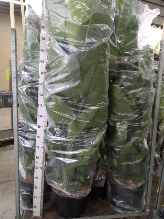 <h4>Strelitzia nicolai</h4>