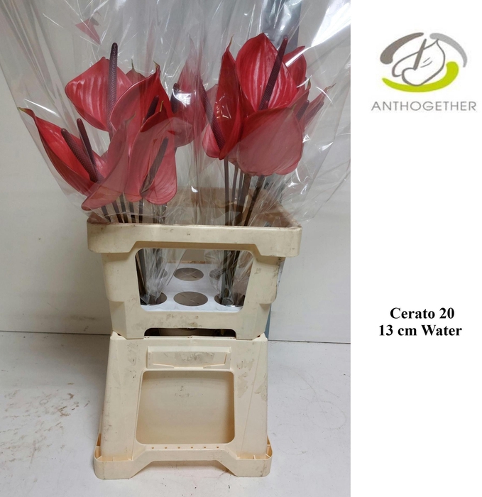 <h4>ANTH A  CERATO</h4>