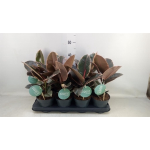 Ficus elastica 'Belize'