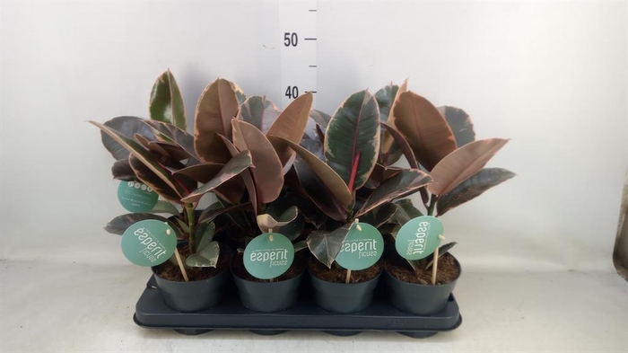 <h4>Ficus elastica 'Belize'</h4>