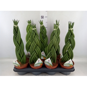 Sansevieria cyl.  ...