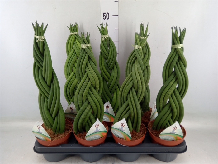 <h4>Sansevieria cyl.  ...</h4>