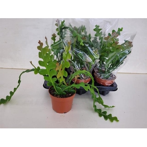 Epiphyllum Anguliger (Cites) 12Ø 30cm