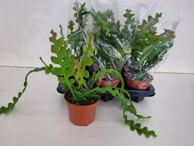 Epiphyllum Anguliger (Cites) 12Ø 30cm