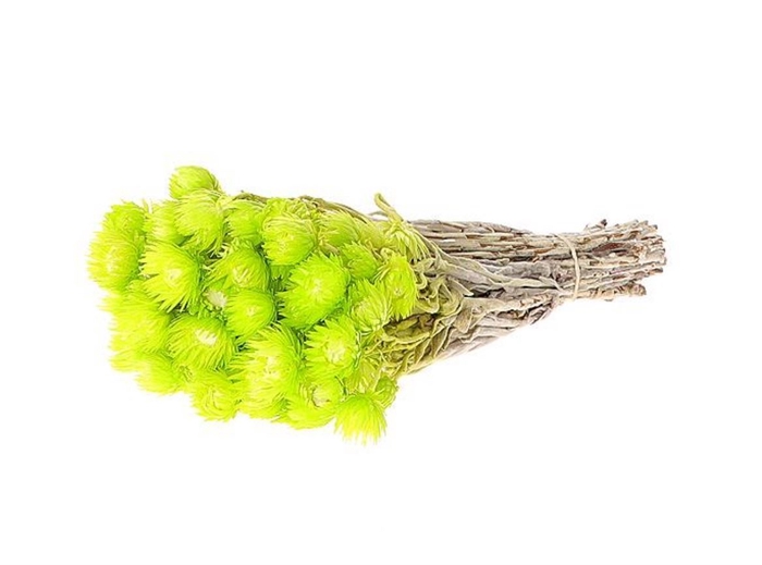 <h4>Dried Kaaps Light Green Bunch</h4>