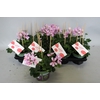 Pelargonium Cascade Appelblossom