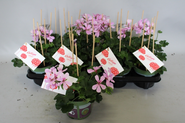 <h4>Pelargonium Calliope cascade Appelblossom</h4>