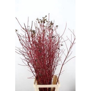 Cornus alba 'Sibirica'