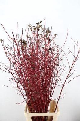 <h4>Cornus alba 'Sibirica'</h4>