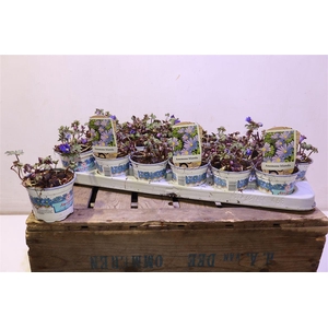 arr8 Anem Bl Blue Shades