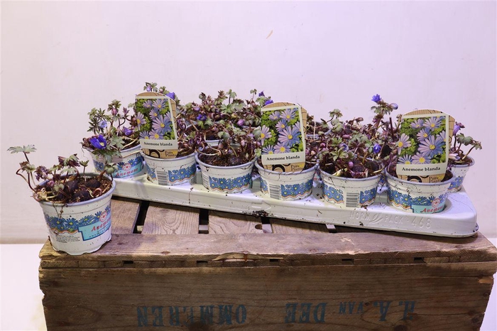 <h4>arr8 Anem Bl Blue Shades</h4>