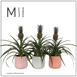 Mimesis Ananas Mi Amigo - 12cm in Belize ceramic