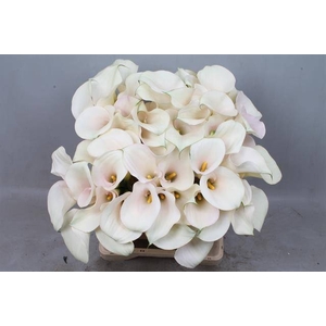 Calla Captain Ventura Kallaland
