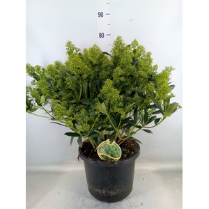 Skimmia jap. 'Yuki'