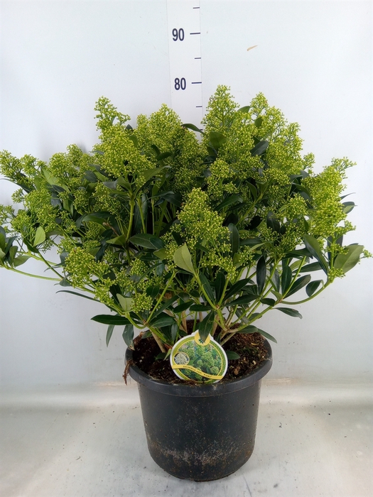 <h4>Skimmia jap. 'Yuki'</h4>