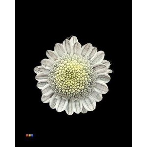 Chr T Stallion Dusty Grey