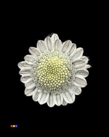 <h4>Chr T Stallion Dusty Grey</h4>