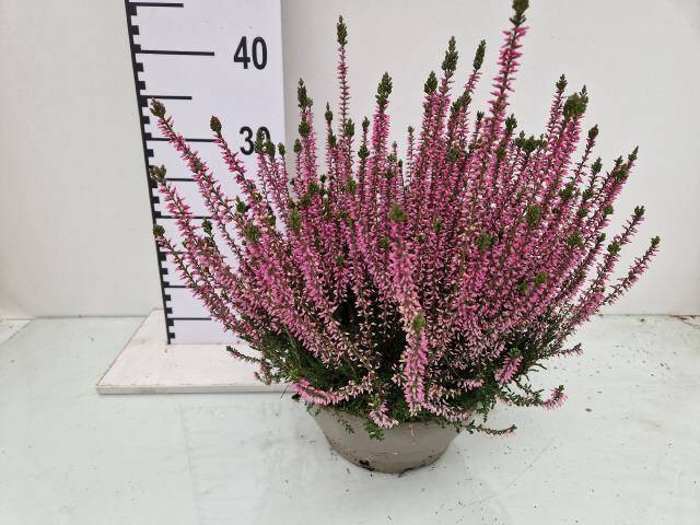 <h4>.Calluna vulgaris garden girls rosita</h4>
