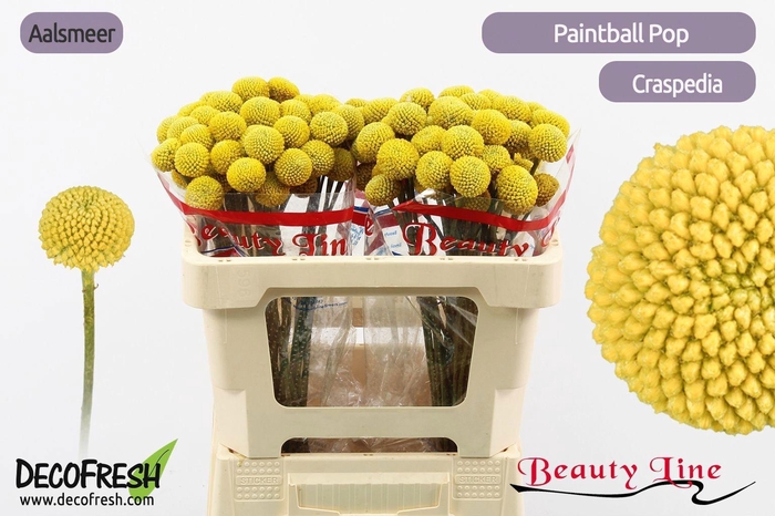 <h4>CRAS PAINTBALL POP</h4>