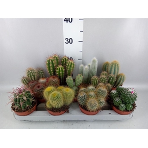 Cactus   ...mix