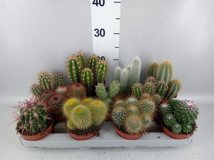 <h4>Cactus   ...mix</h4>