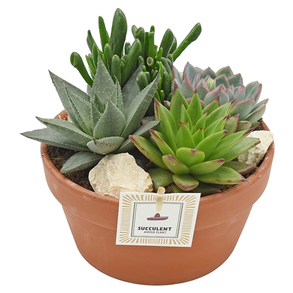 <h4>Arrangement in terracotta bowl 21 cm</h4>